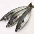 Pacific Mackerel de alta calidad 6-8pcs/kg para enlatar